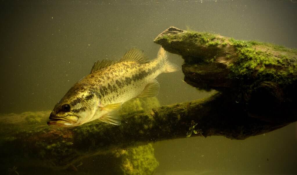 largemouth bass fish underwater in lake with algae