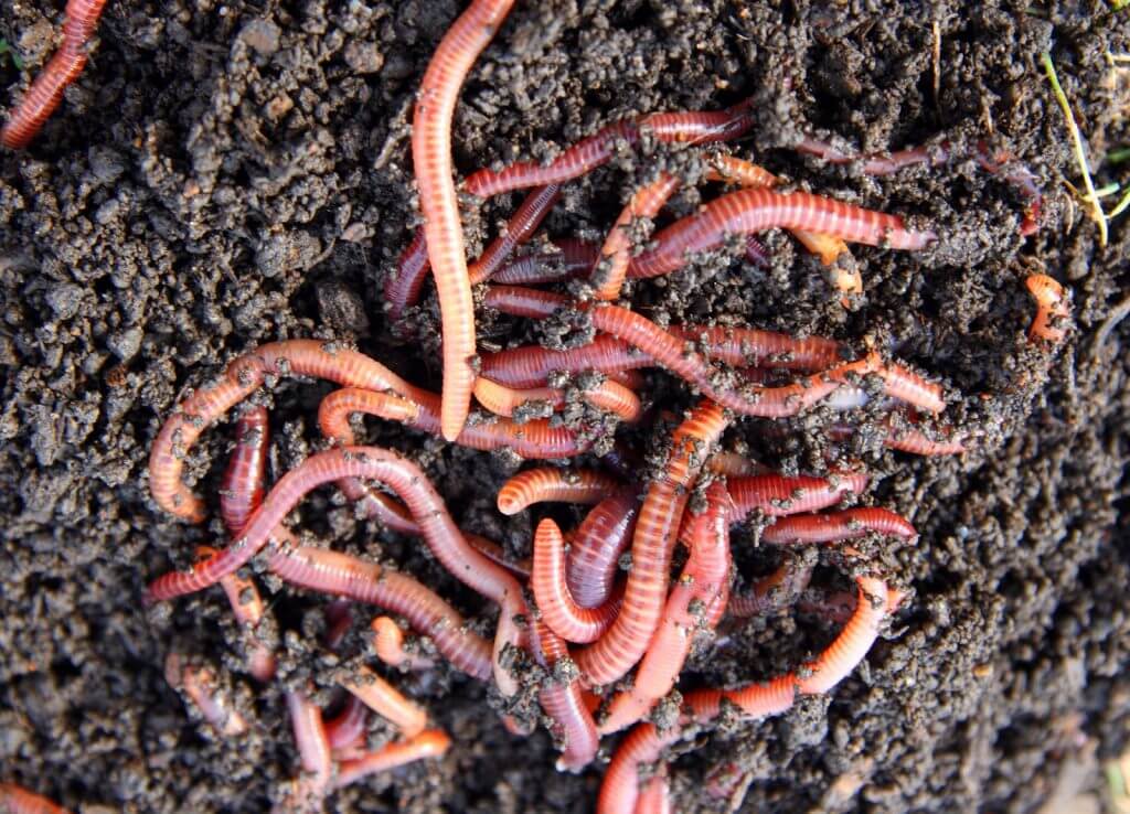 Red worms in compost
