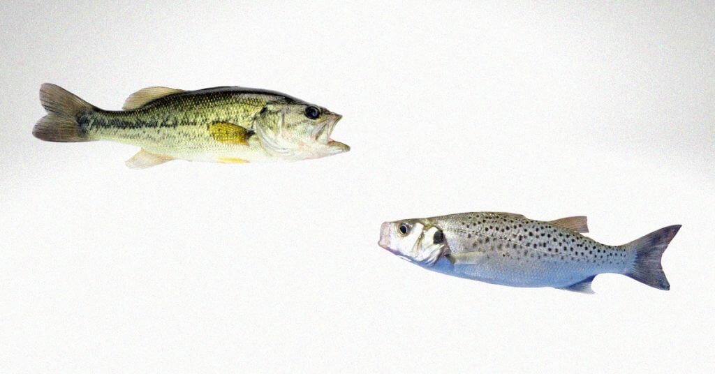 Spotted Bass vs. Largemouth: Understand the Differences and Catch More