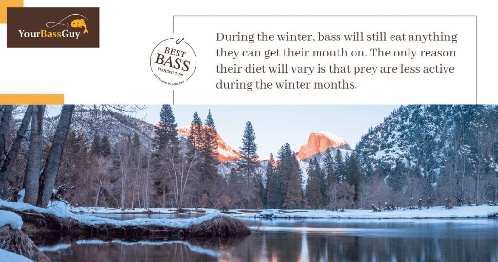 What do bass eat in the winter?