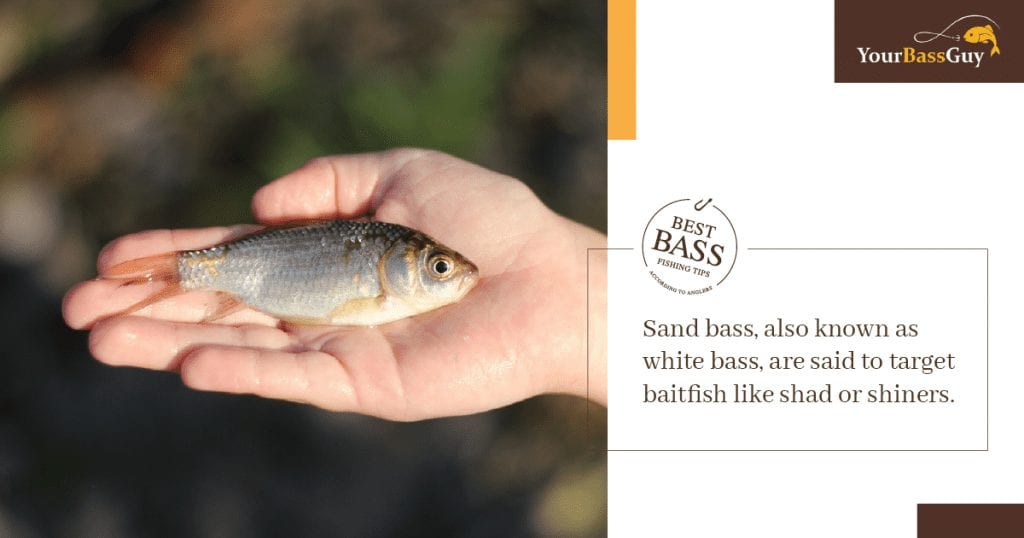 What Do Sand bass Eat