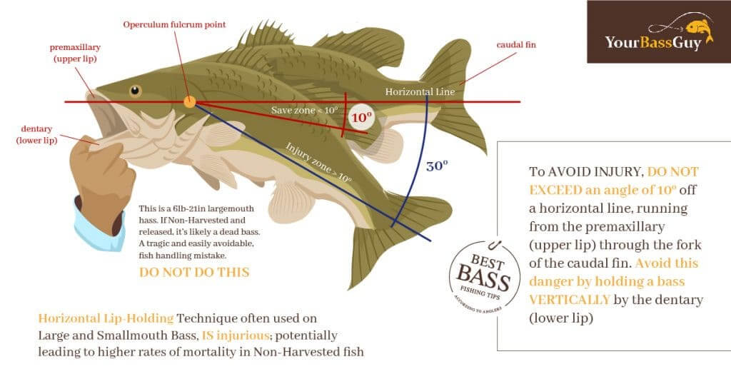 How to hold a largemouth bass