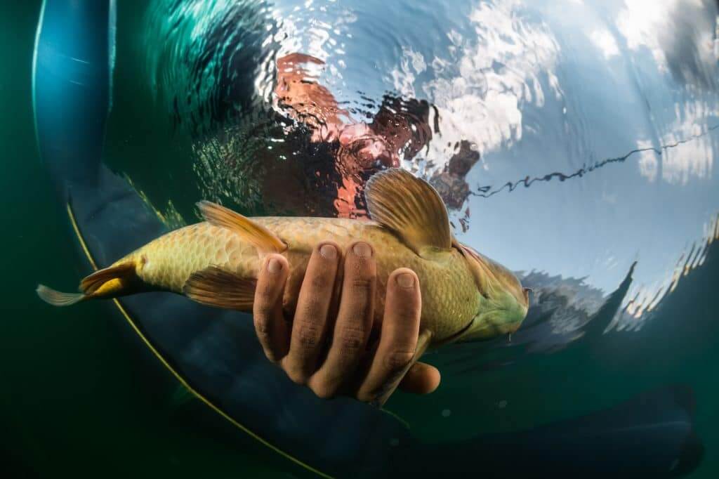 Underwater view of the man catching the fish