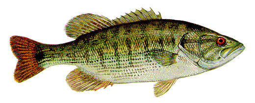 Can You Eat Red Eye Bass?
