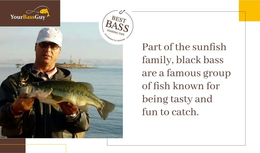 Black bass are part of the sunfish family