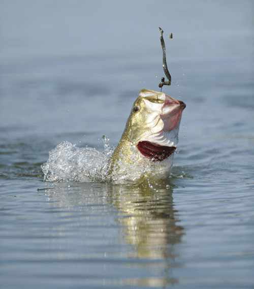 bass fishing lake claiborne