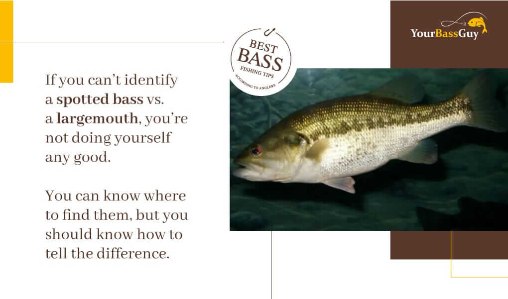 Largemouth bass identification