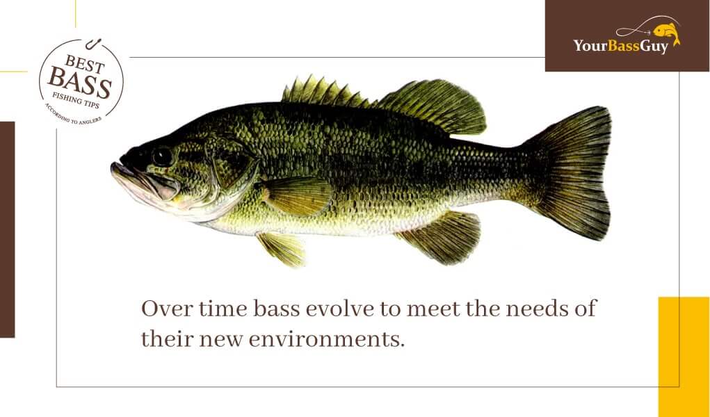 Largemouth bass life cycle