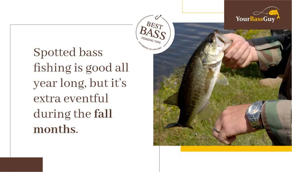 Spotted bass fishing