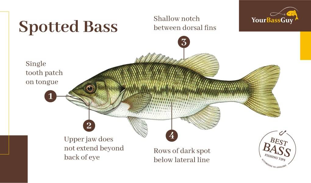 Spotted bass picture