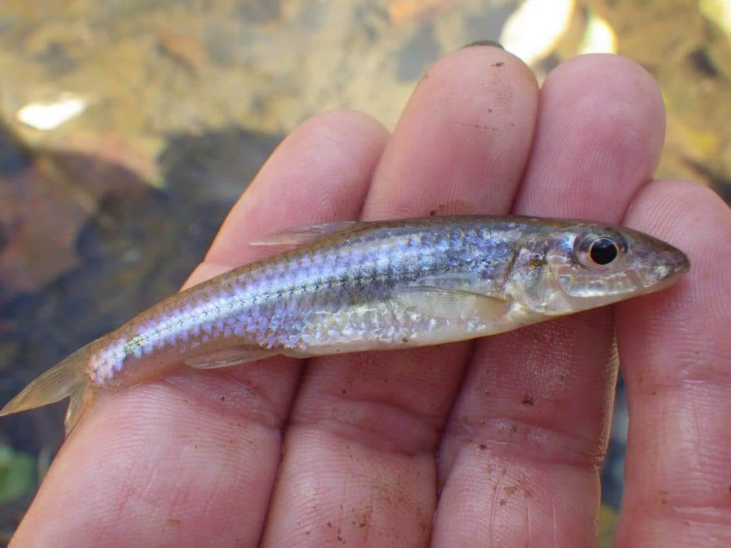 Minnow lying on hand