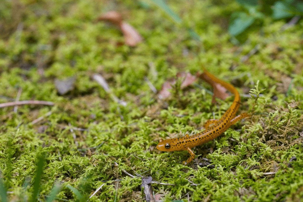 Salamanders