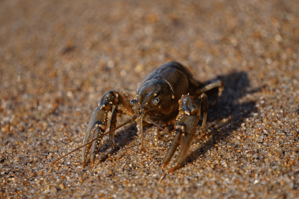 Crawfish