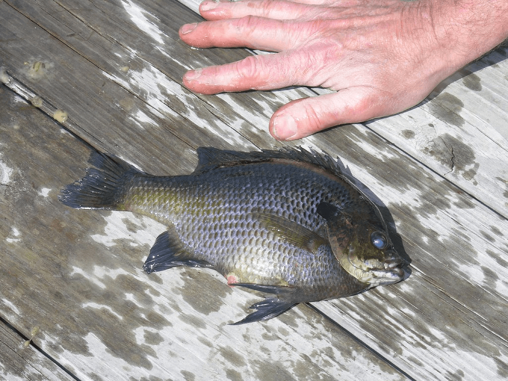 Bluegills