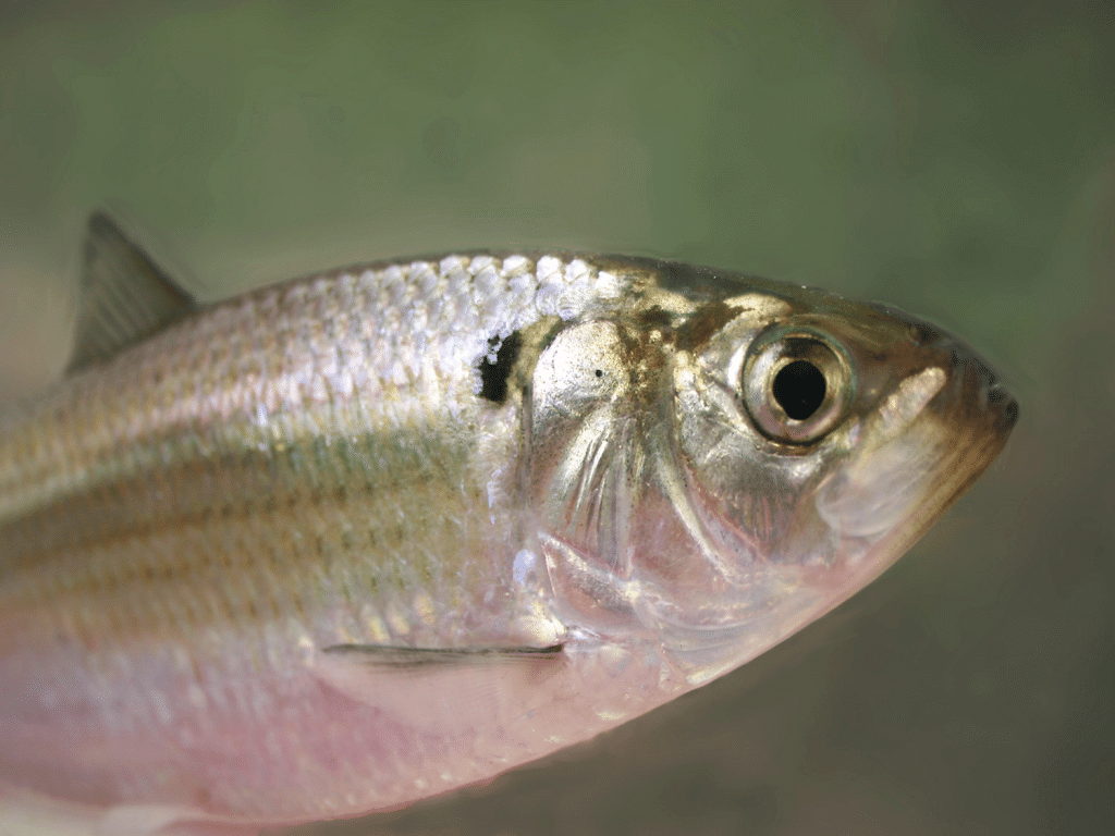 gizzard shad florida