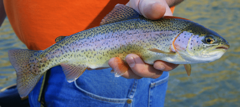 Rainbow Trout 