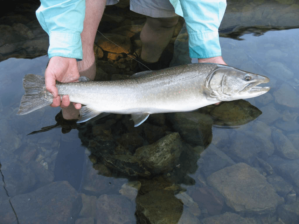 Bull Trout 