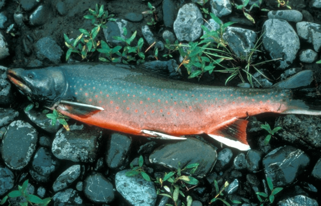 Dolly Varden Trout 