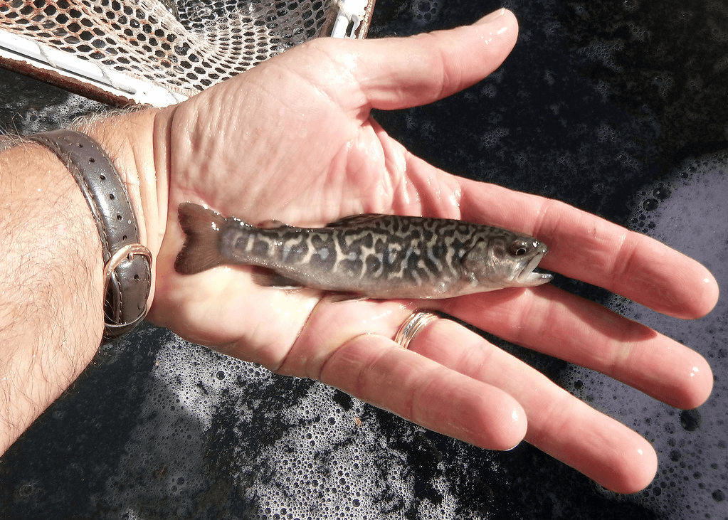 Tiger Trout 