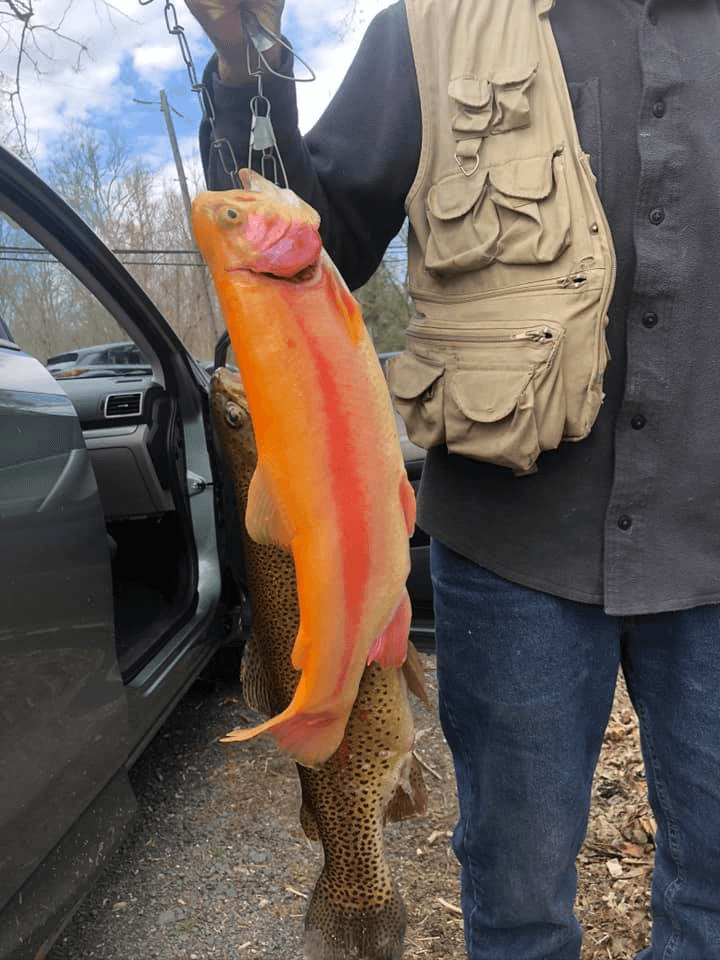 Palomino Trout 