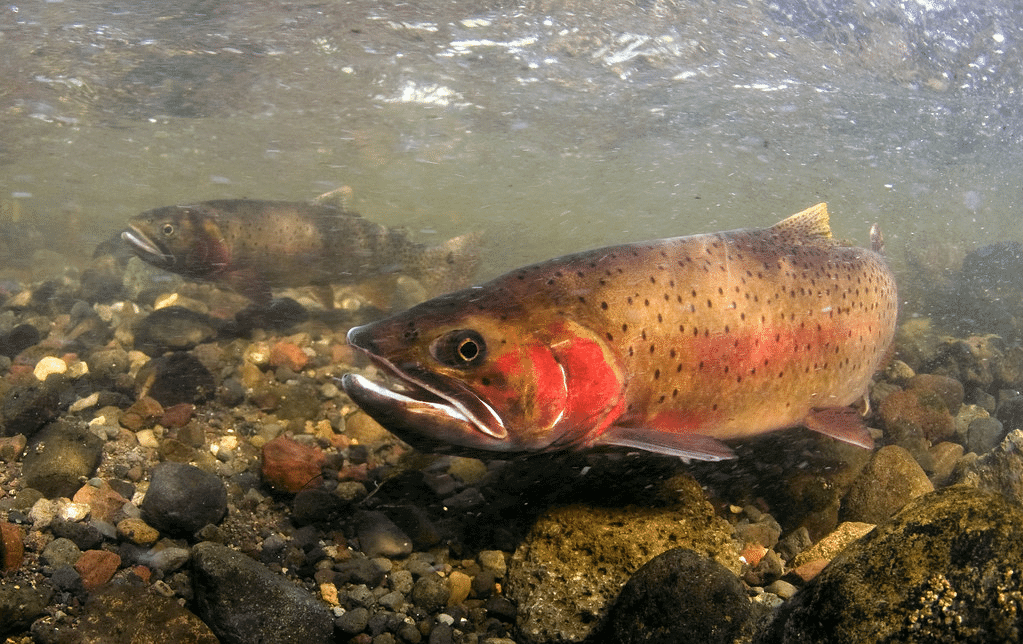 Cutthroat Trout 