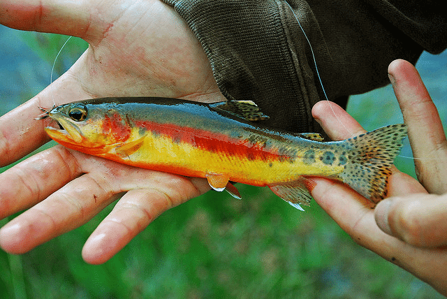 Golden Trout 