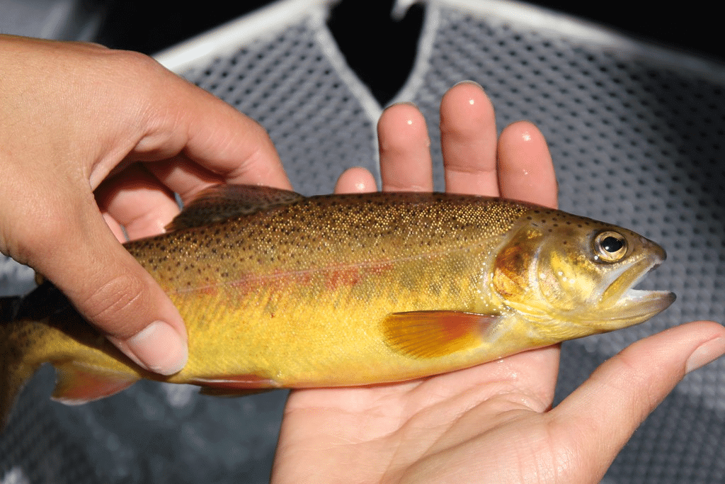 Gila Trout 