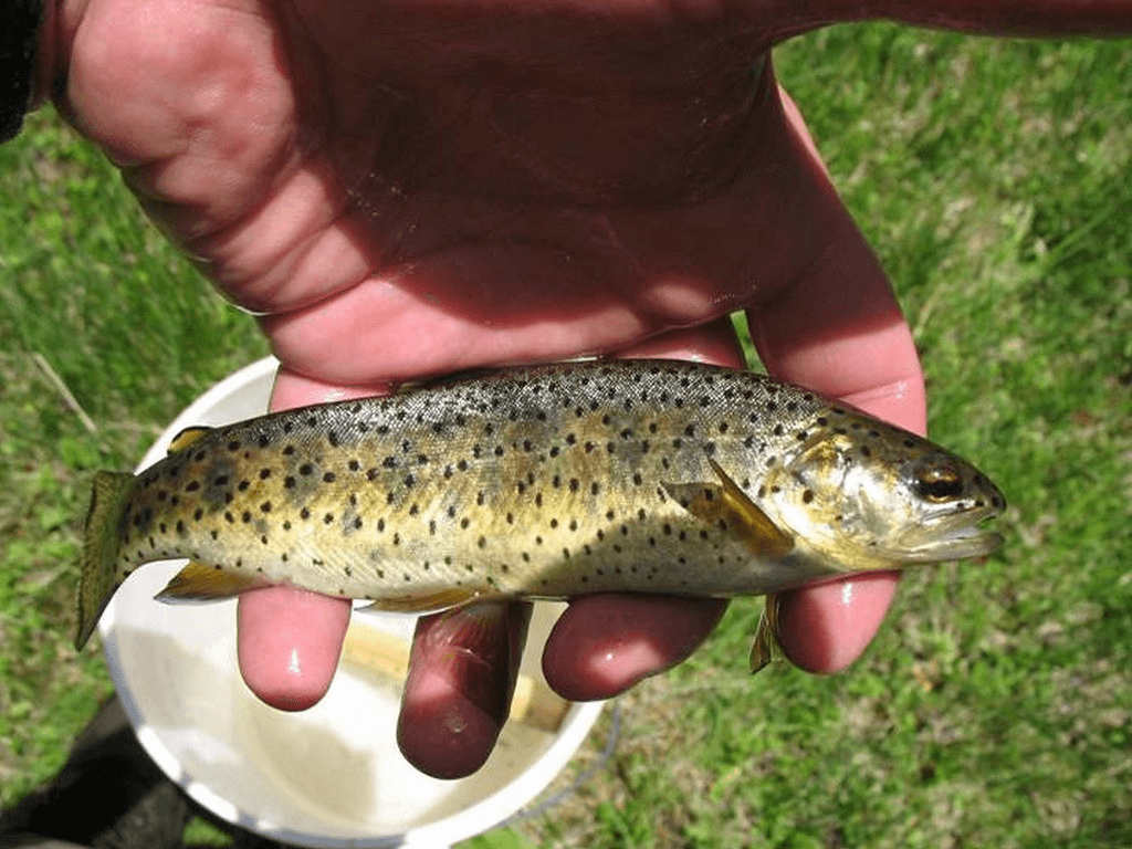 Apache Trout 