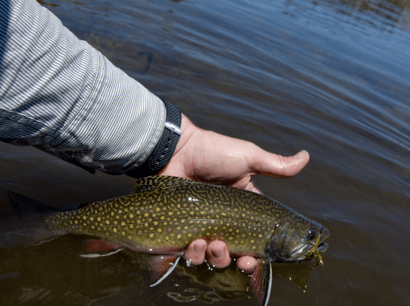 Brook Trout 