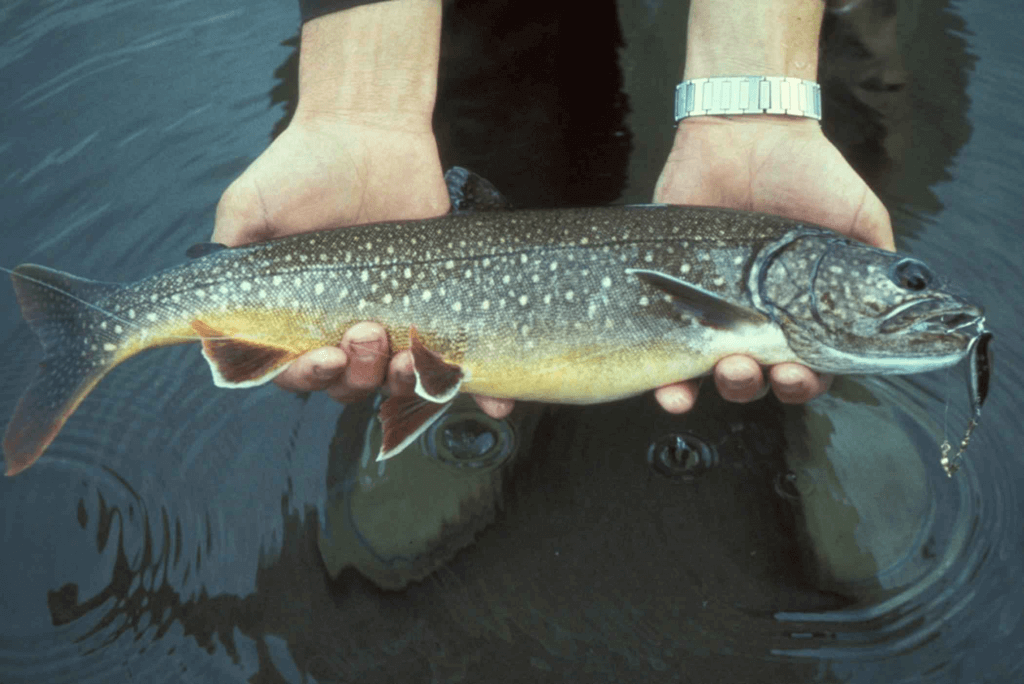 Lake Trout 