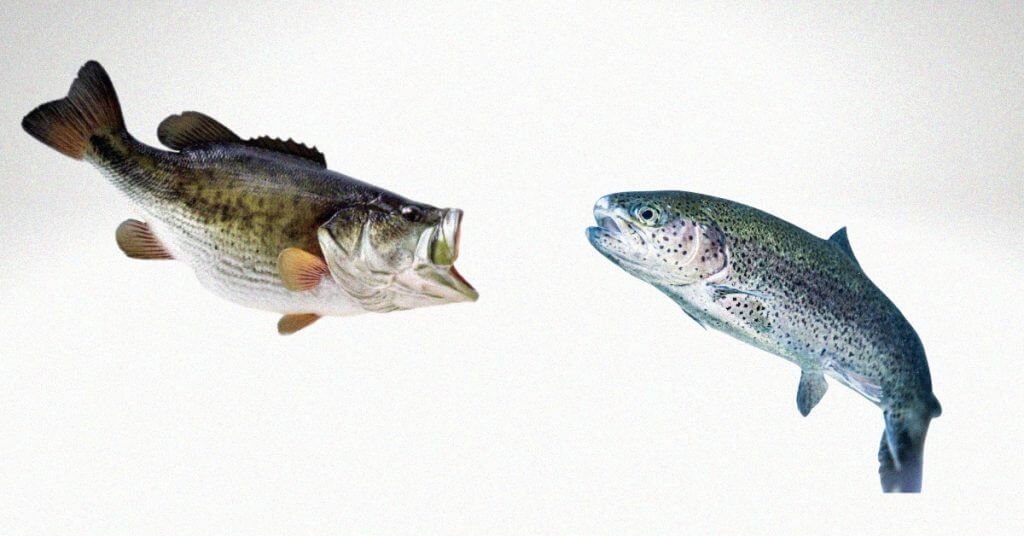 Bass vs Trout: Everything You Need To Know