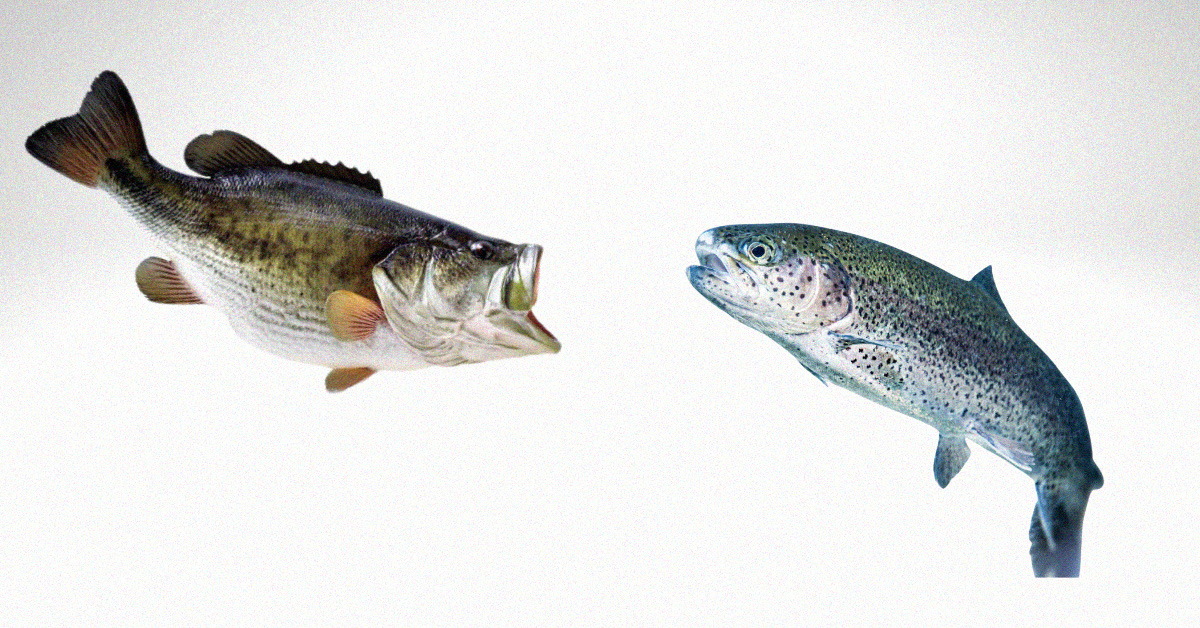 Bass Vs Trout Fishing Detailed Comparison Of Each Species