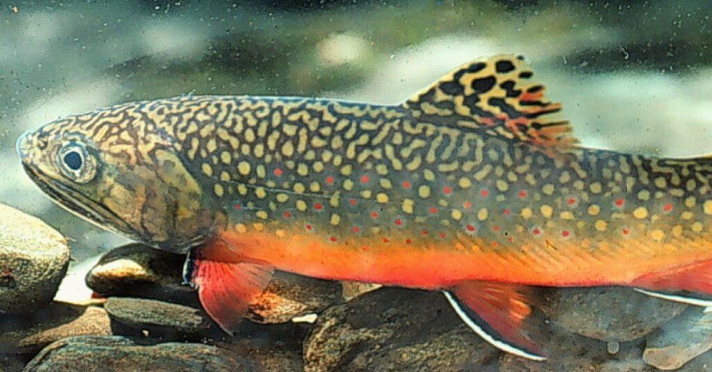 Brook Trout Fishing: Know How and Where to Catch Brook Trout