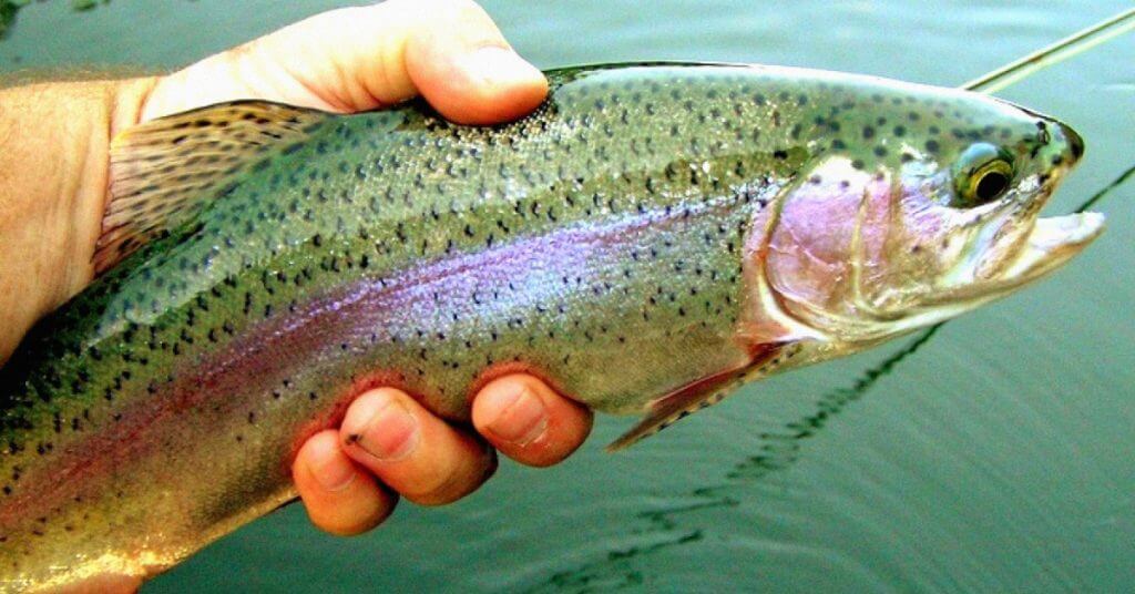 Rainbow Trout Fishing for Beginners