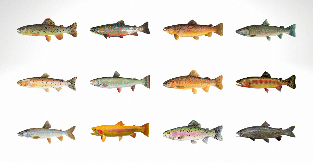 types-of-trout-13-north-american-trout-species-broken-down