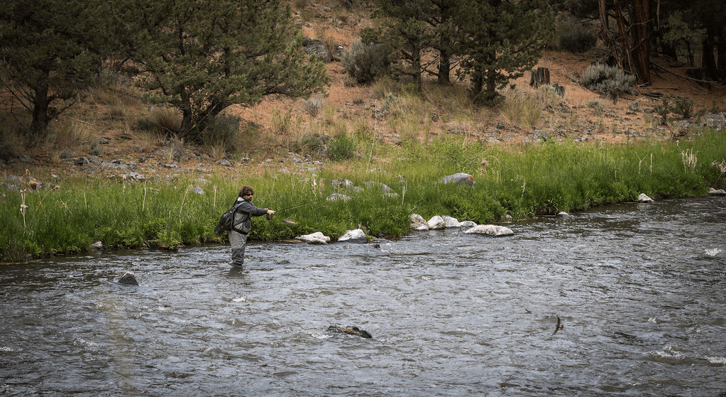 Fishing for trout in moving water