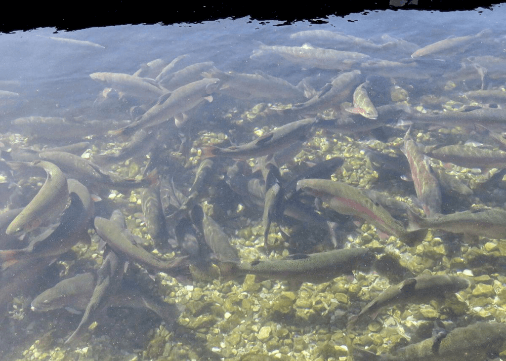 Rainbow Trout in the river