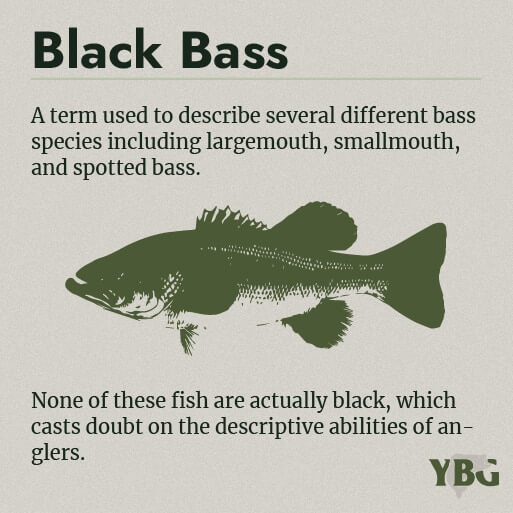 Black Bass: A term used to describe several different bass species