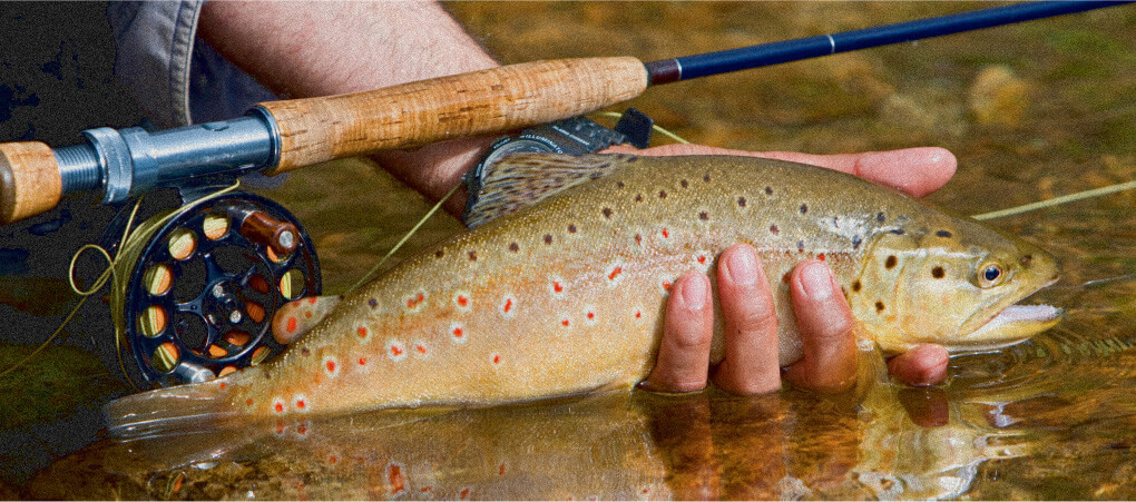 Trout fishing