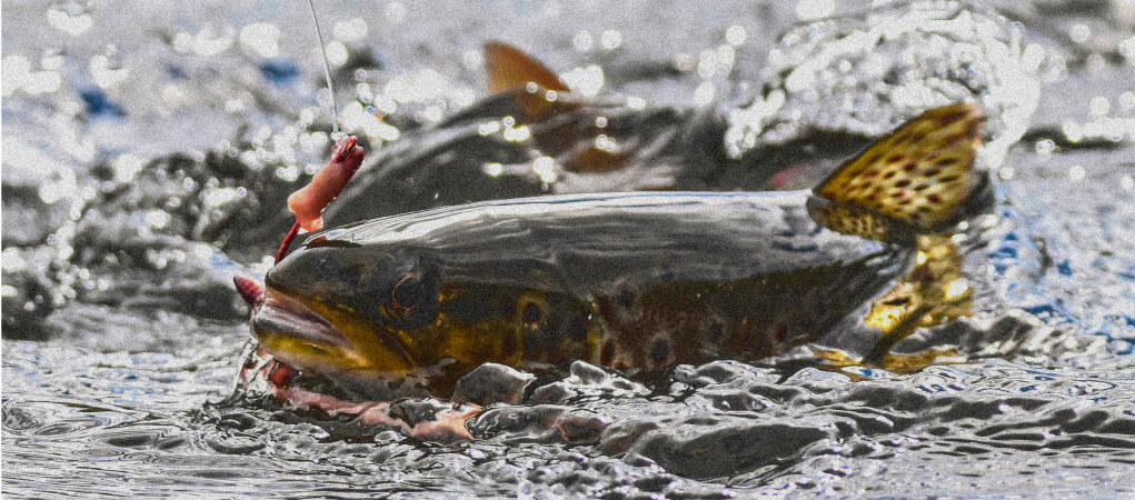 Trout fishing