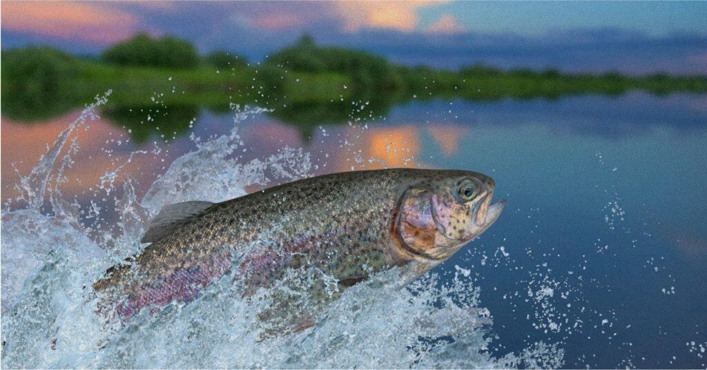 Best Trout Bait: What Makes an Ideal Bait for Rainbow and Brown Trout