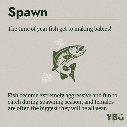 Spawn: The time of year fish get to making babies