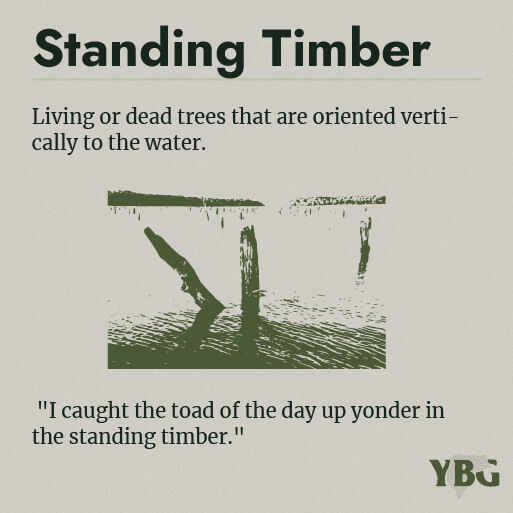 Standing Timber: Living or dead trees that are oriented vertically to the water