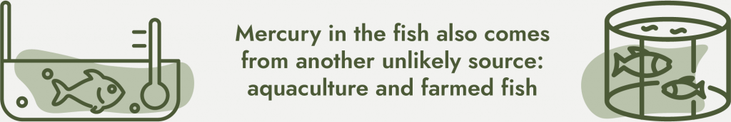 Farmed fish are often fed food that has been treated with mercury