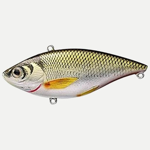 Live Target Golden Shiner