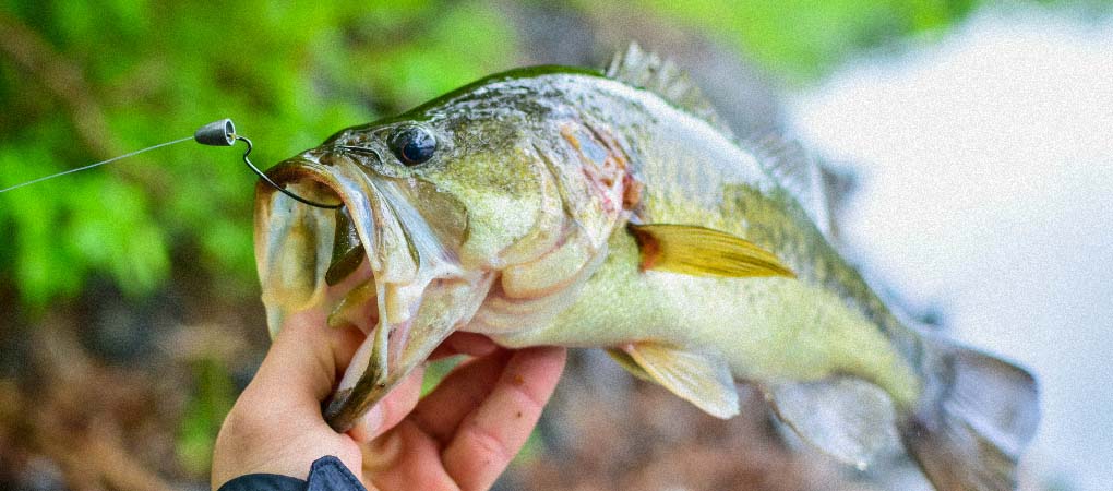 largemouth bass fishing techniques