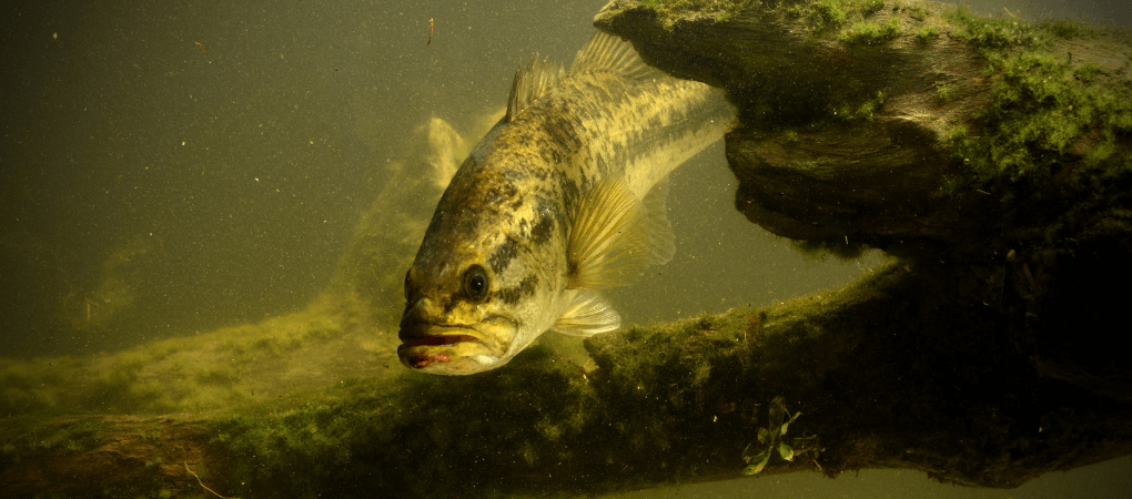 largemouth bass 