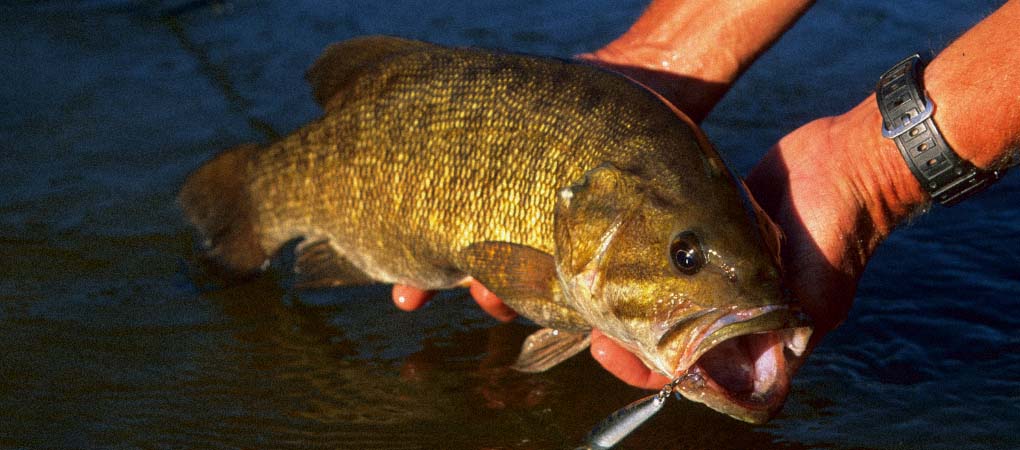 Smallmouth Bass