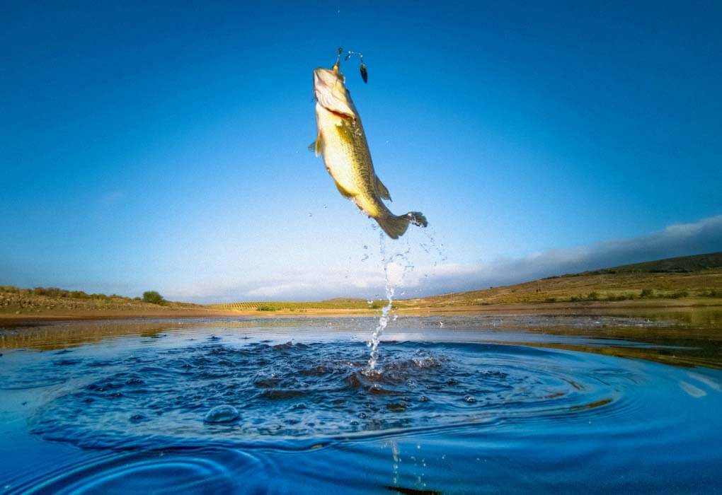 fishing for bass in spring