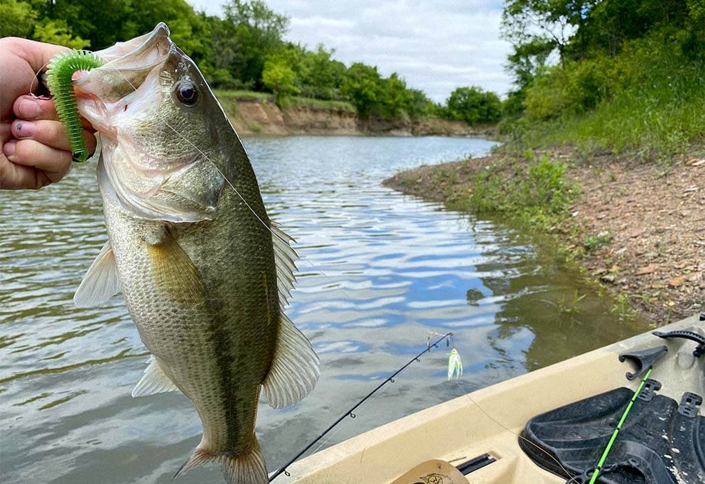 bass fish caught with neko rig setup